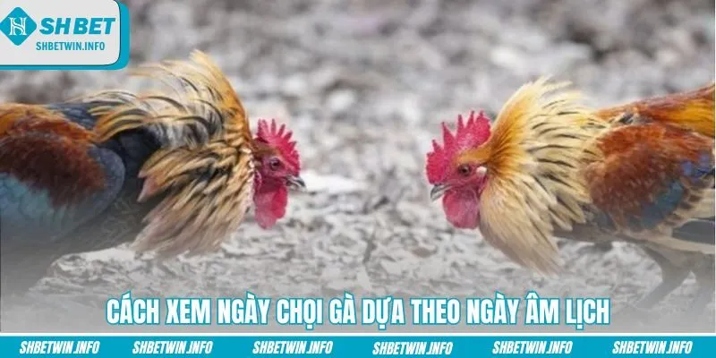 cach-xem-ngay-choi-ga-dua-theo-ngay-am-lich