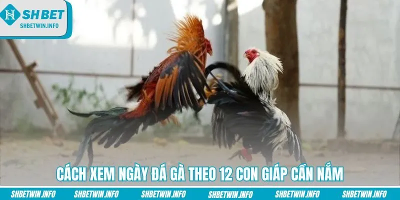 cach-xem-ngay-da-ga-theo-12-con-giap-can-nam