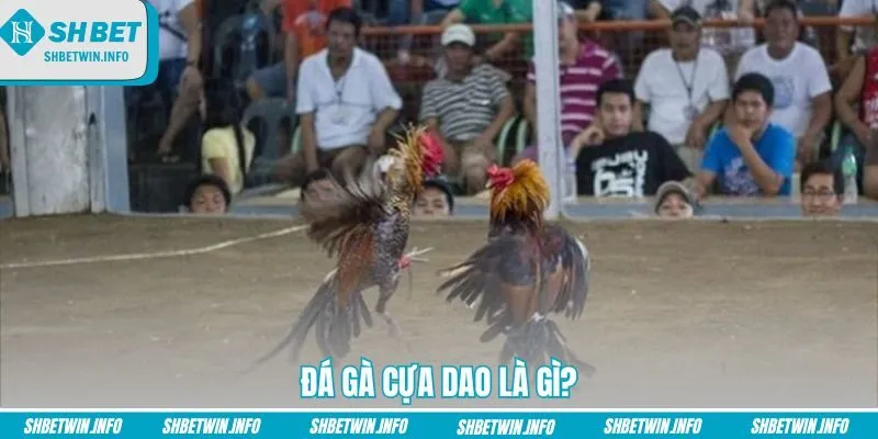 da-ga-cua-dao-la-gi