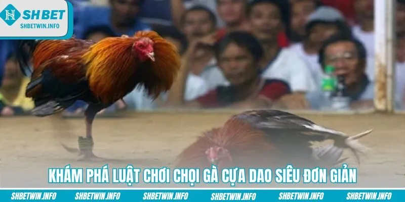 kham-pha-luat-choi-choi-ga-cua-dao-sieu-don-gian