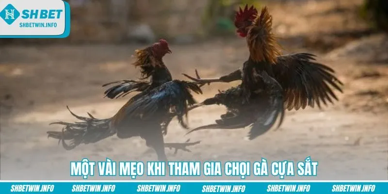 mot-vai-meo-khi-tham-gia-choi-ga-cua-sat