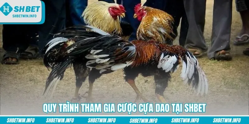 quy-trinh-tham-gia-cuoc-cua-dao-tai-shbet