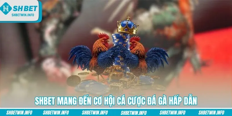 shbet-mang-den-co-hoi-ca-cuoc-da-ga-hap-dan