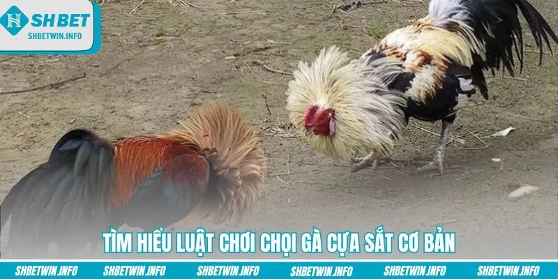 tim-hieu-luat-choi-choi-ga-cua-sat-co-ban